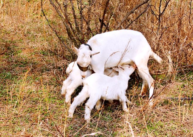 母羊生小羊的前兆？母羊怎样生小羊？如何接生小羊羔？本文告诉你