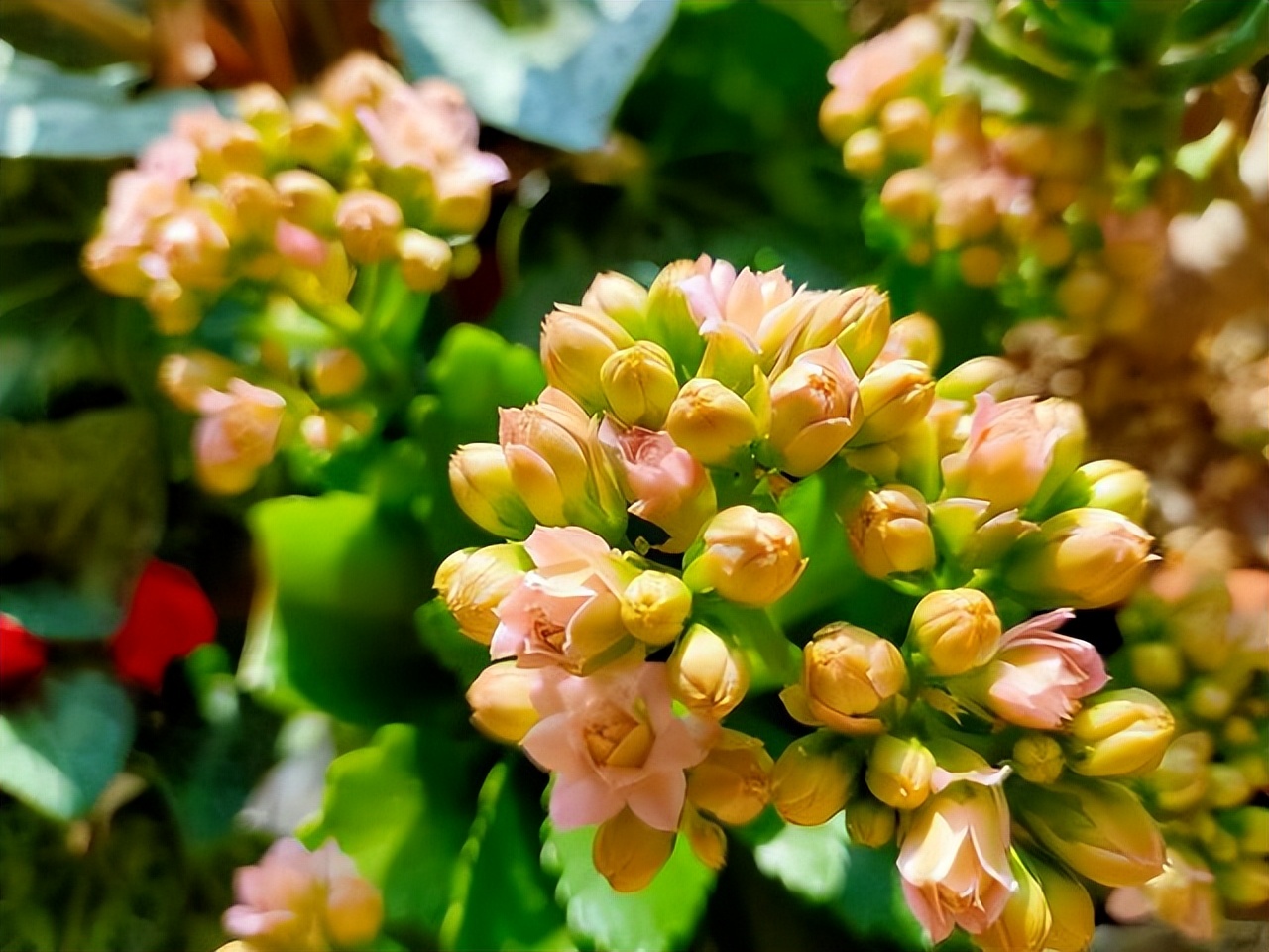 长寿花叶子小怎么处理,长寿花叶子小掉叶子是怎么回事