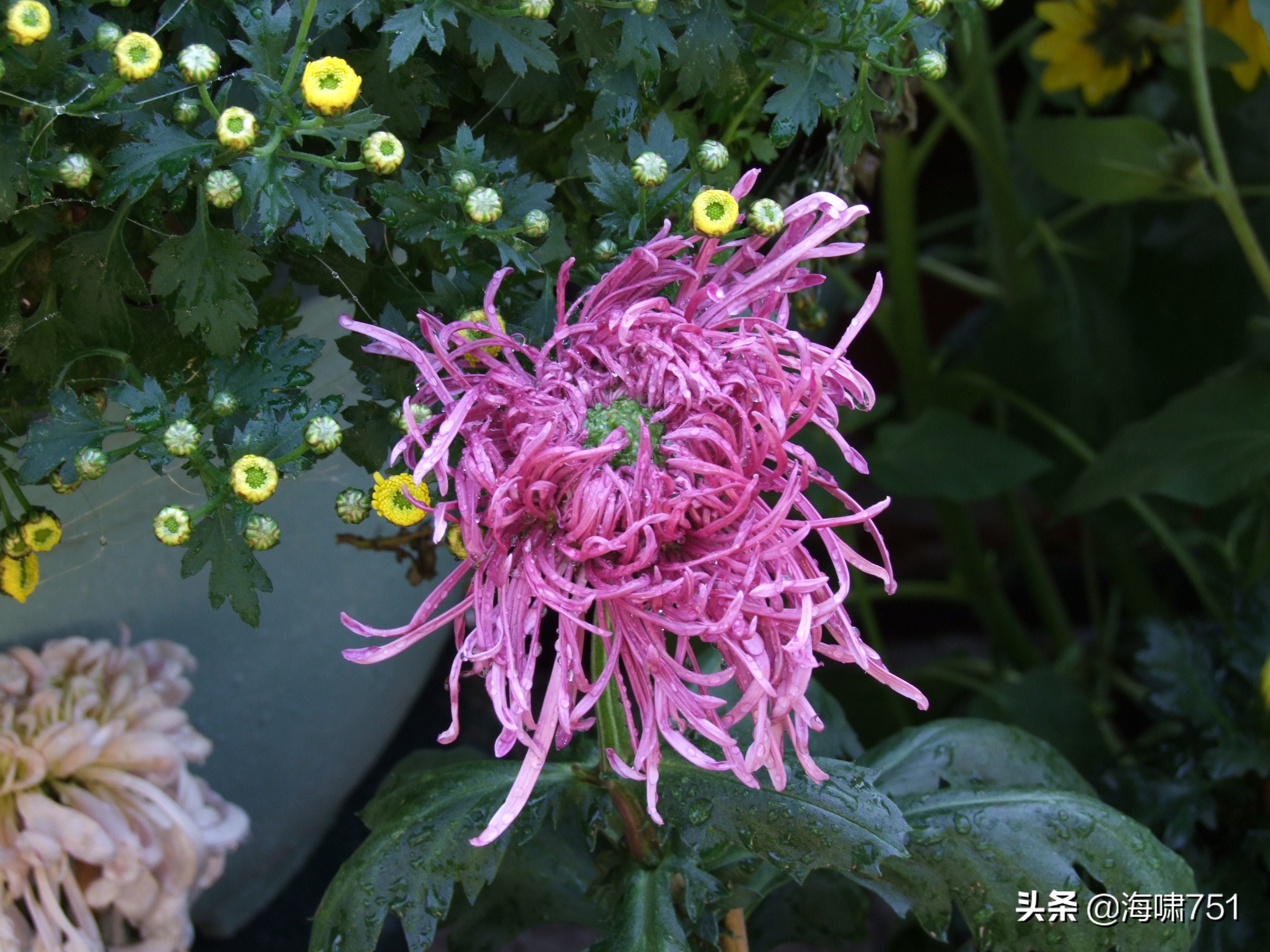 黄花岗公园开放时间,黄花岗公园停车