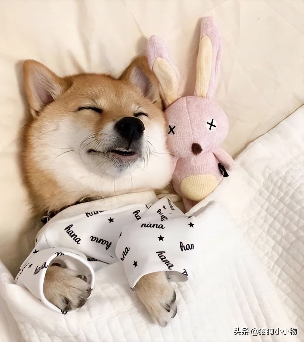 狗狗闭着眼睛睡觉代表什么,狗狗睡觉为什么会有怪异的动作