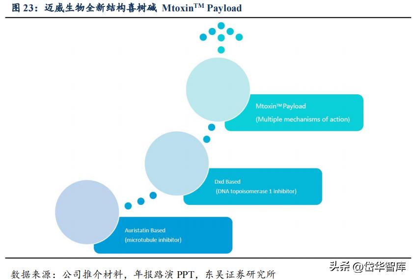 有效避开内卷，迈威生物：ADC锋芒初显，快速成长的Biopharma