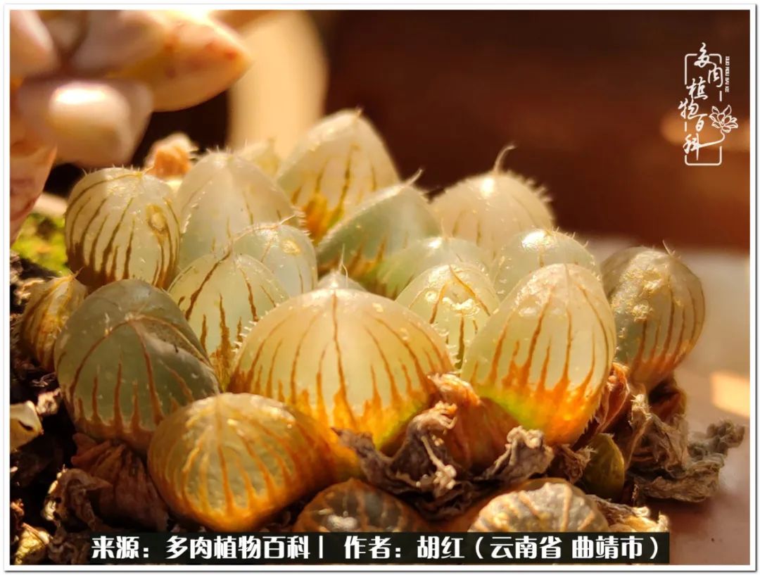 多肉植物里的糖,多肉生活的调味剂