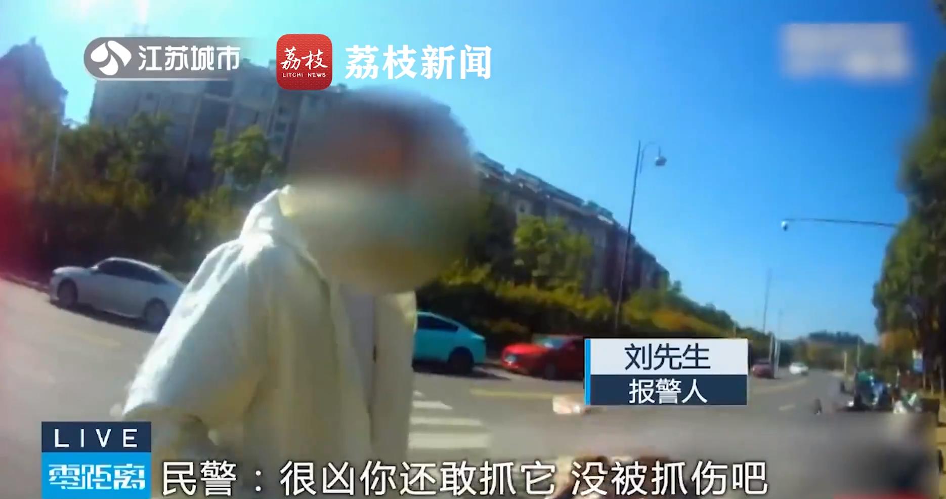 野外发现罕见的白狐,南京市民在路边捡到北极狐