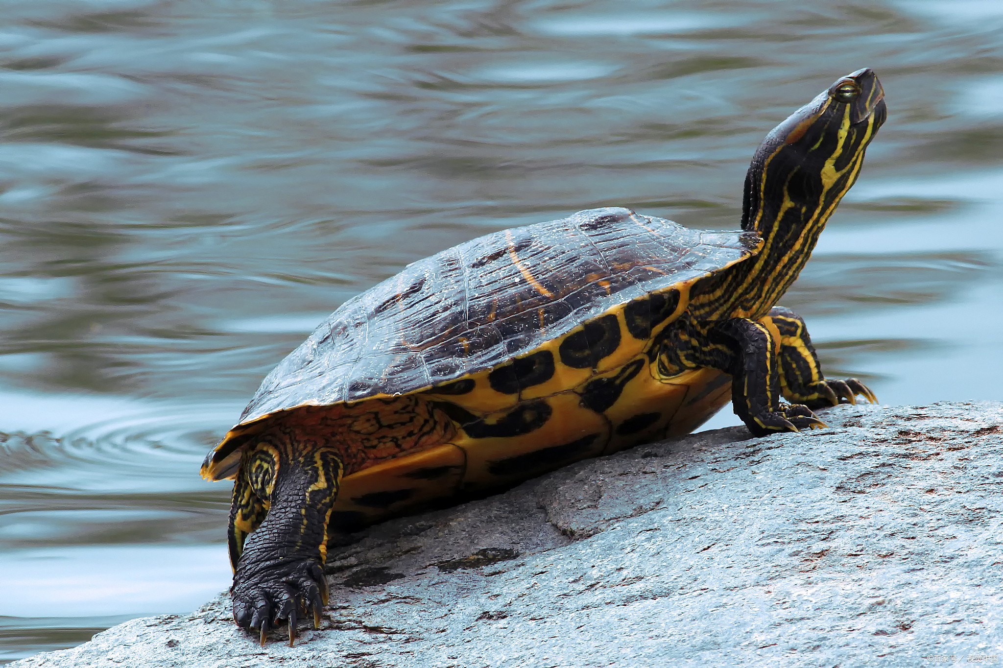乌龟巴西龟最爱吃什么,你们的巴西龟最喜欢吃什么食物
