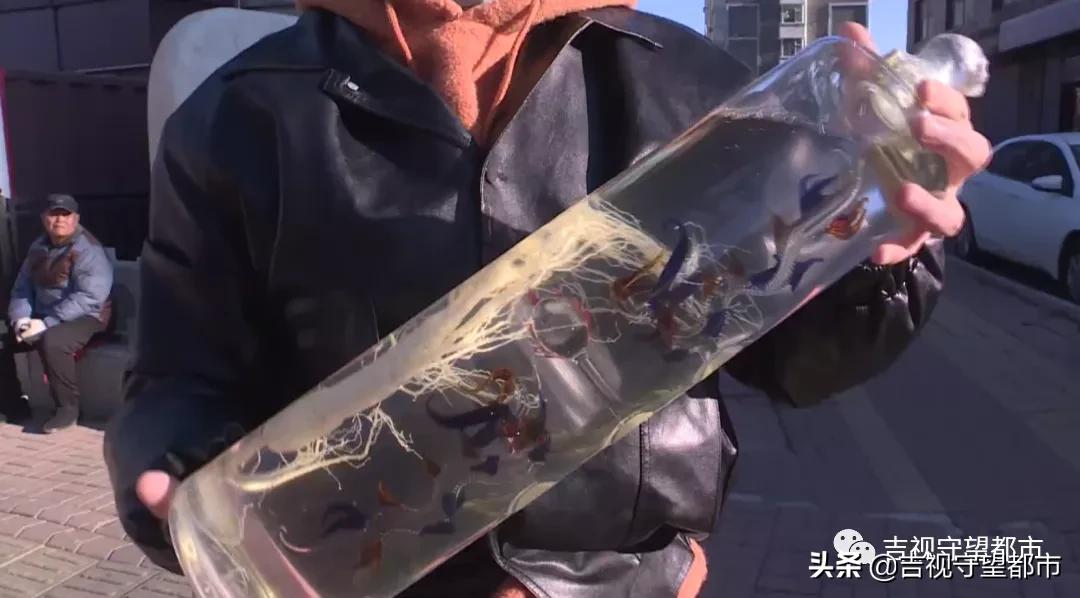 男子2万多买人参,男子2万多买6瓶人参泡酒