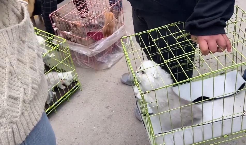 新手买猫去宠物店被老板骗,宠物店买猫被骗了