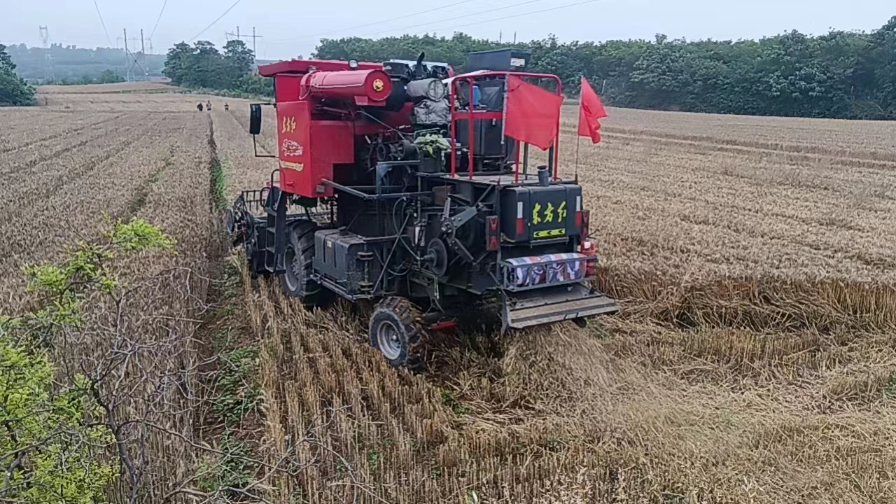 小麦发霉变黑怎么办,小麦发芽了用什么药能补救