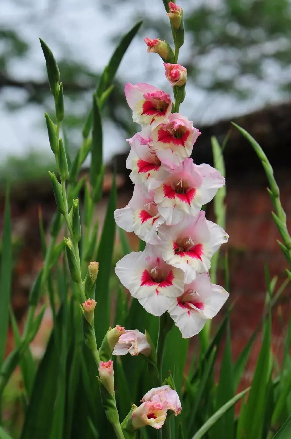 剑兰，锦绣山河，如花美剑｜花名册No.00179
