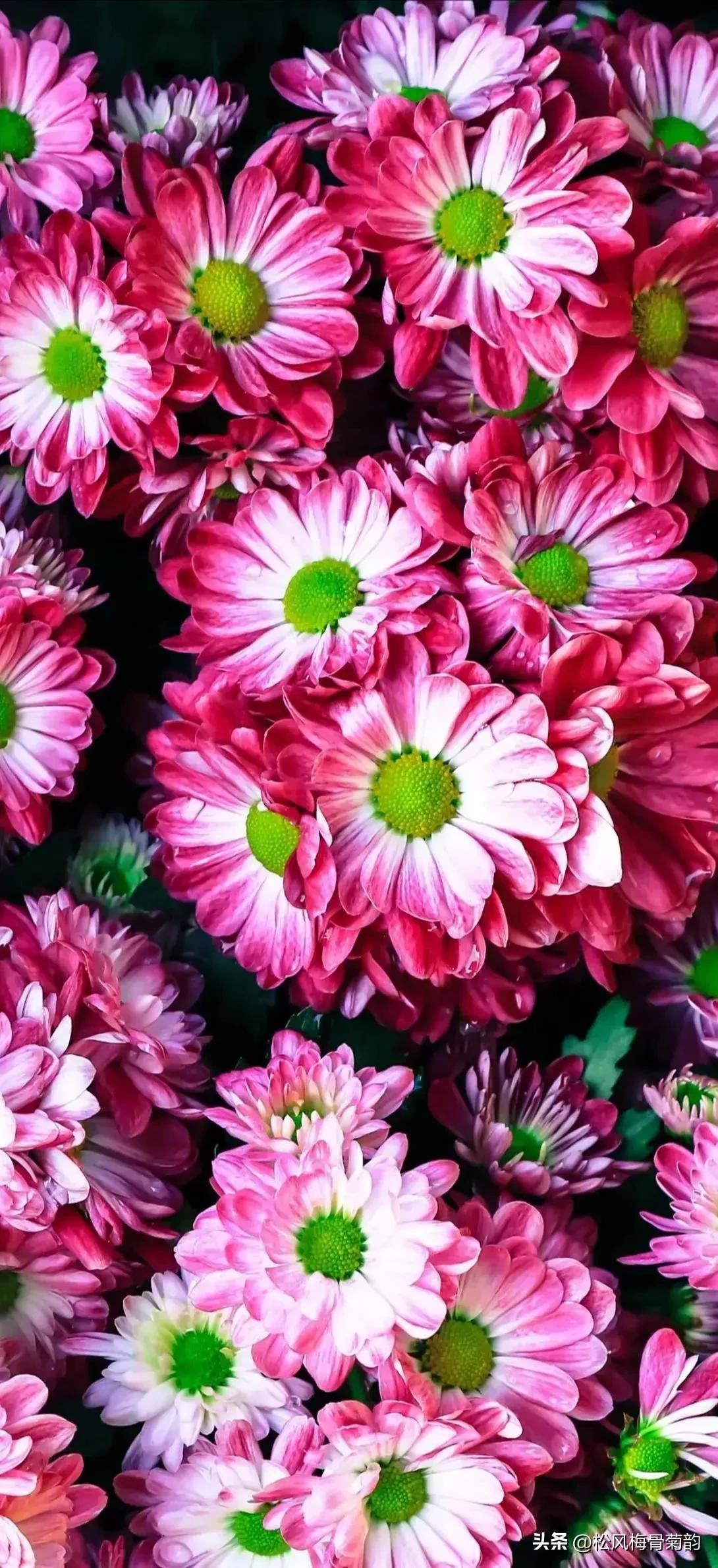 心若香茗静听花开的意思,心若香茗静听花开意思