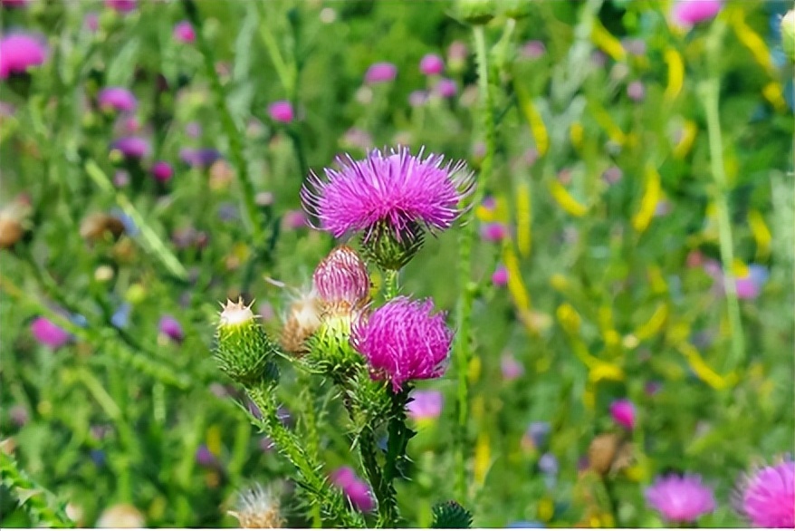 中药水飞蓟，护肝疗效怎么样？