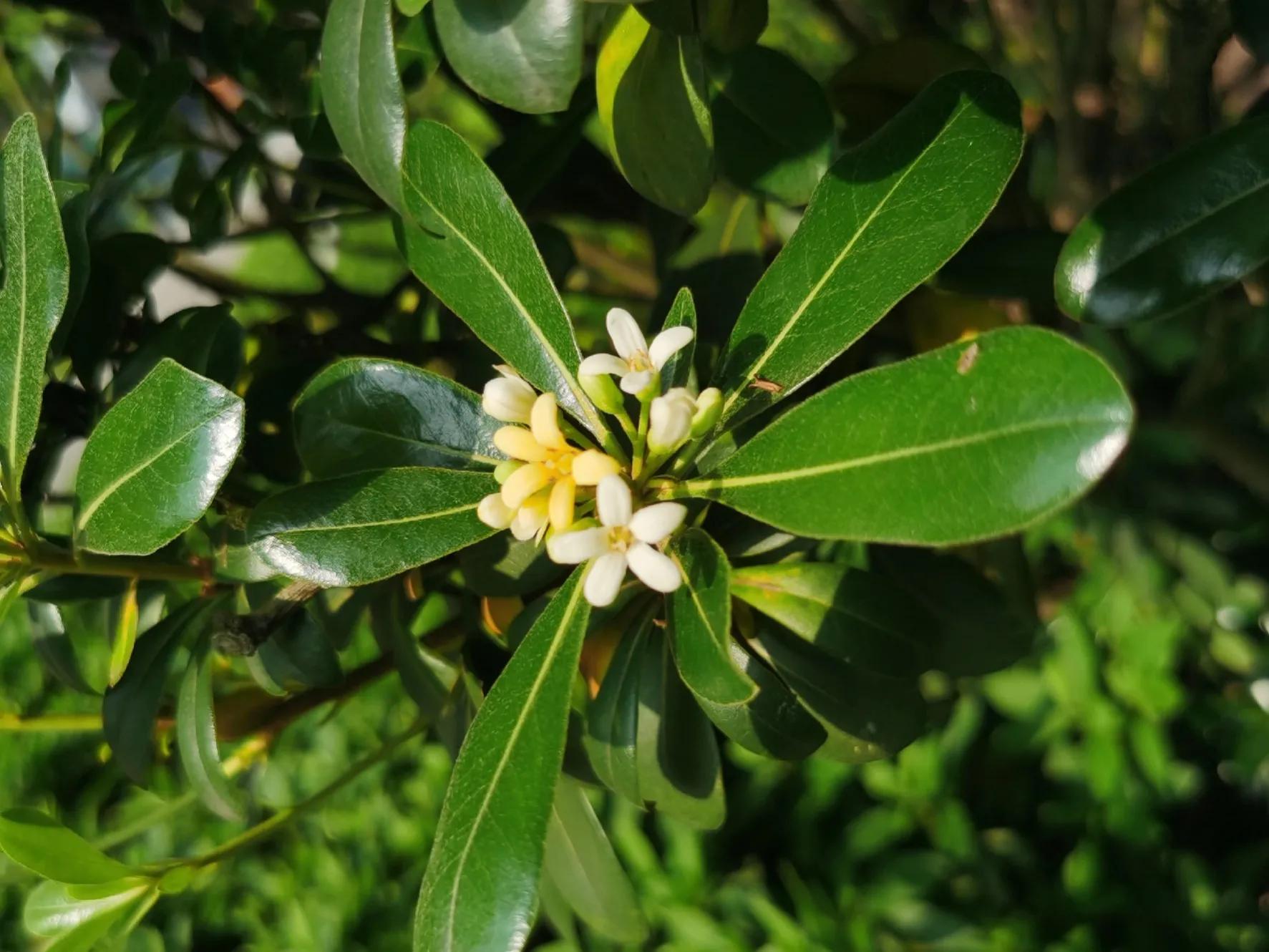 赏花旅游种什么花,春季去公园踏青上百种花让人眼花