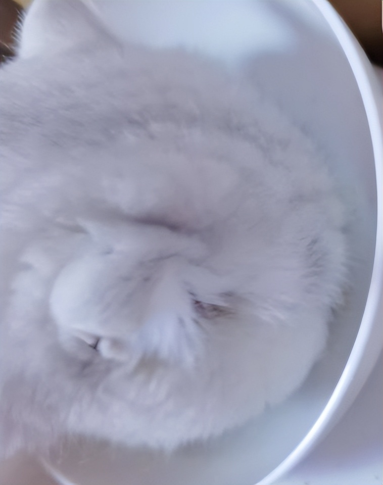 猫21测评：喵达冻干生骨肉猫粮适口性怎么样？可以帮猫咪增肥吗？