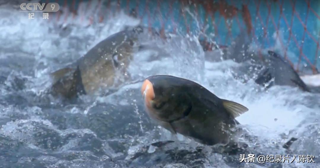 那些年一片封神的纪录片回眸——《舌尖上的中国》