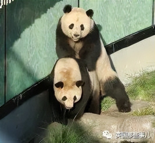 在美国大熊猫回国了吗,目前旅居国外的大熊猫有哪些