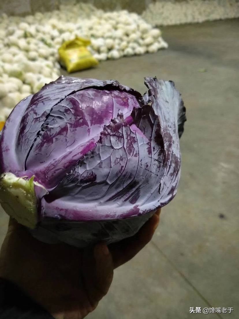 包菜紧实的好还是松的好,包菜松散好还是结实好吃