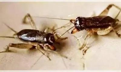 抖音表哥回忆录,表哥回忆录