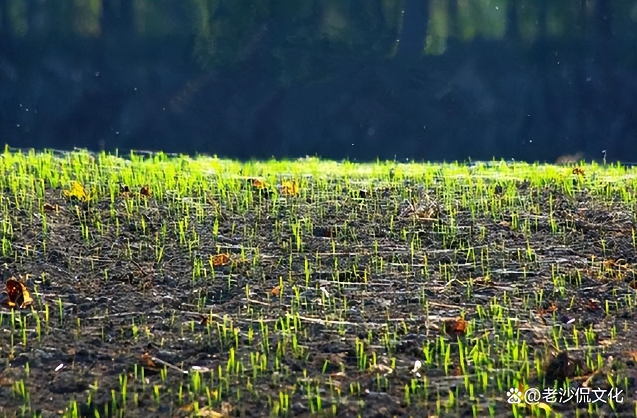 早春的诗句古诗大全,十首优美的古诗春