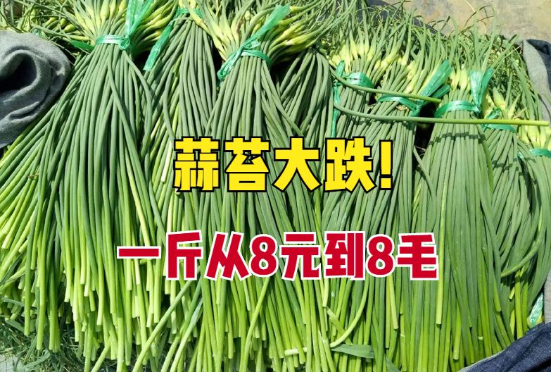 蒜苔行情一下下滑几毛钱怎么回事,最近的蒜苔行情