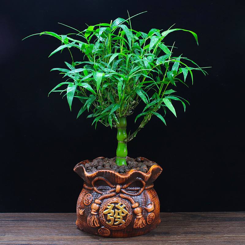 越养越吉利的三种花有哪些,家里养的吉利花有哪些