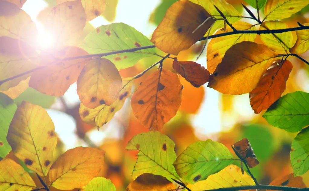 秋天最美的散文,绚烂的秋天美文