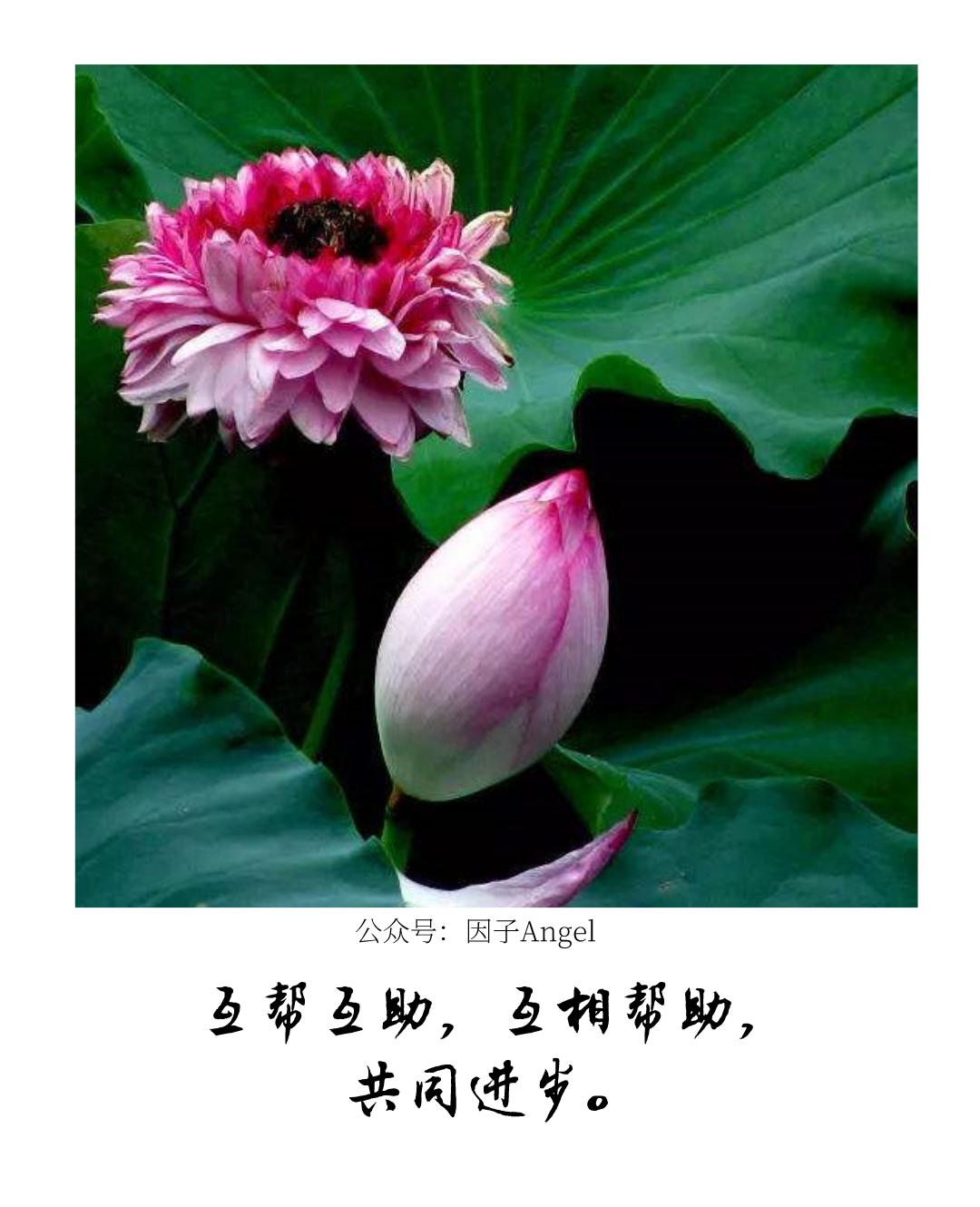 植物之36技——热