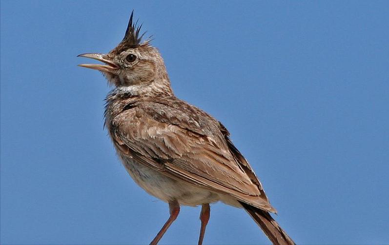 鸟儿大全高清图,高清珍稀鸟动态图片大全