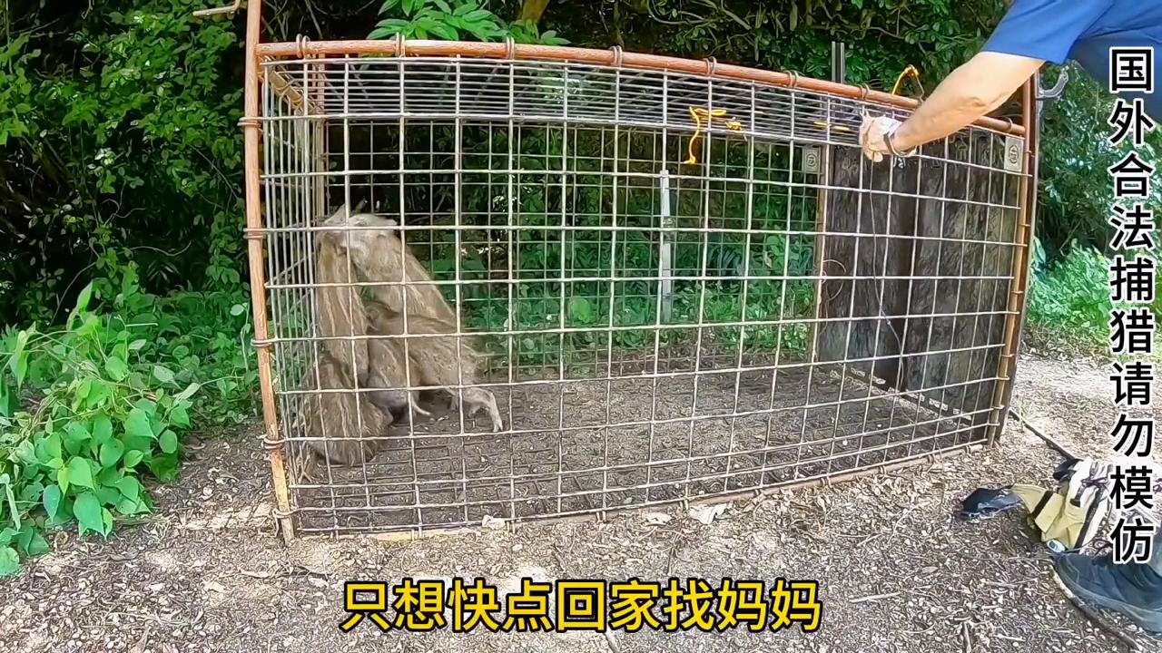 国外猎人布置铁笼陷阱轻松捕获一群小野猪#神奇动物在抖音