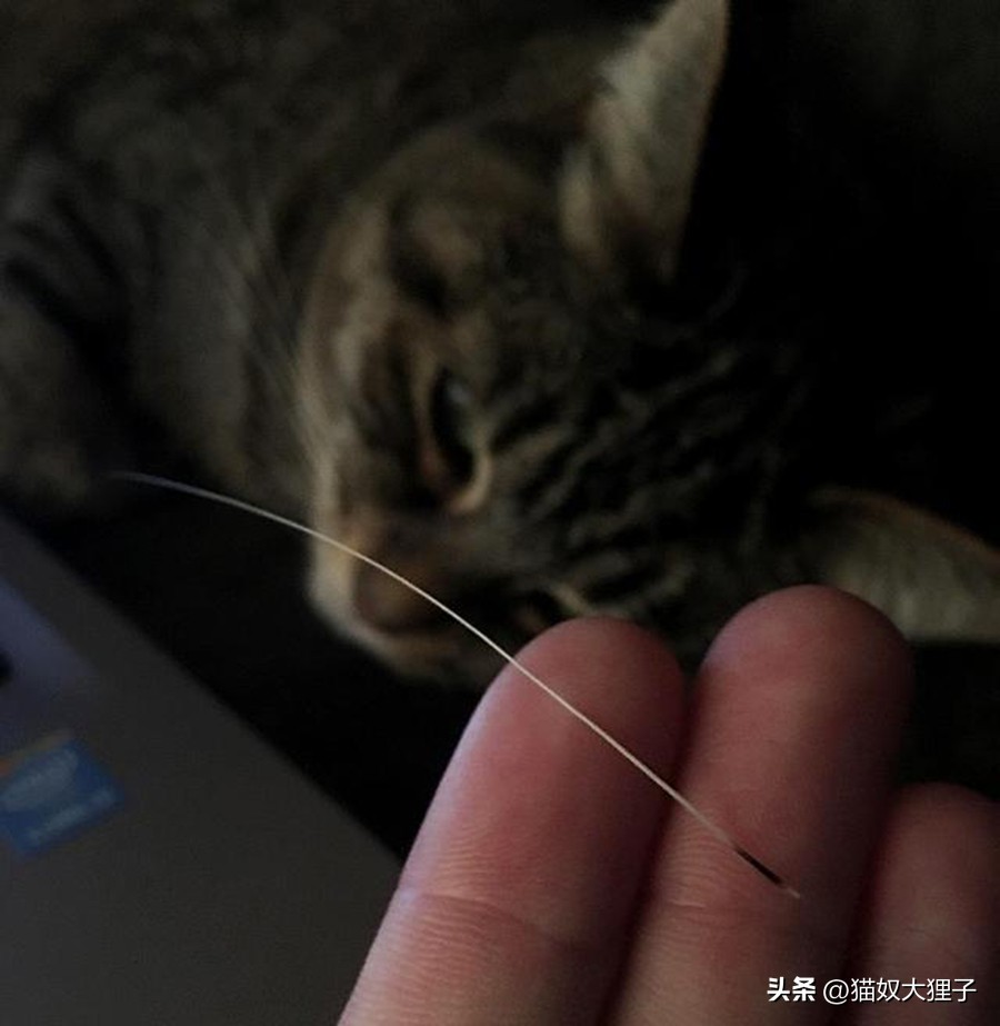 猫的胡子剪了会捉老鼠吗,猫的胡子剪了有什么影响