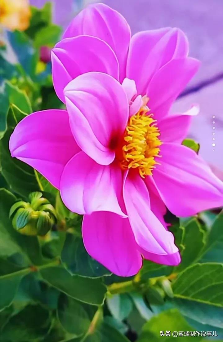 鸟语花香百花争艳让人陶醉,宁静祥和鸟语花香