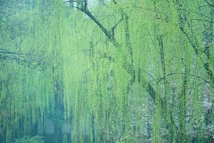 关于春天的古诗有图有诗意,唐诗三百首关于春的诗句及赏析