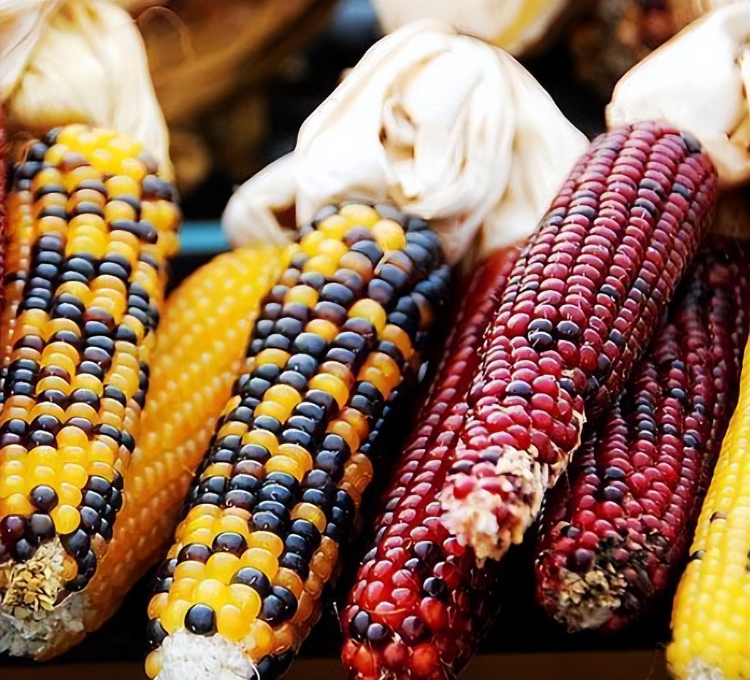甜玉米和糯玉米哪个减肥效果更好,甜玉米和糯玉米哪个热量更低