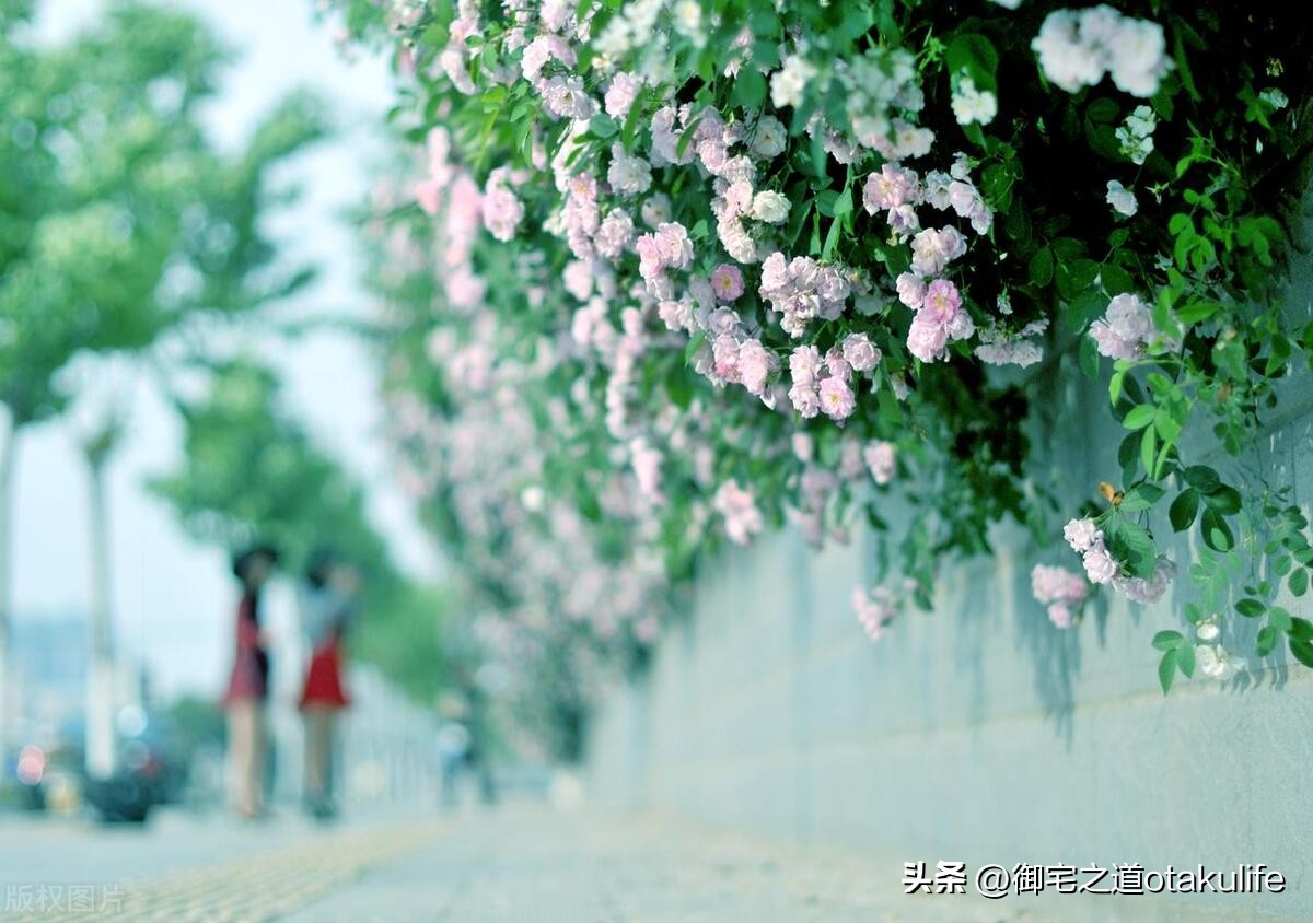 怎么给蔷薇花剪枝,如何给蔷薇浇水