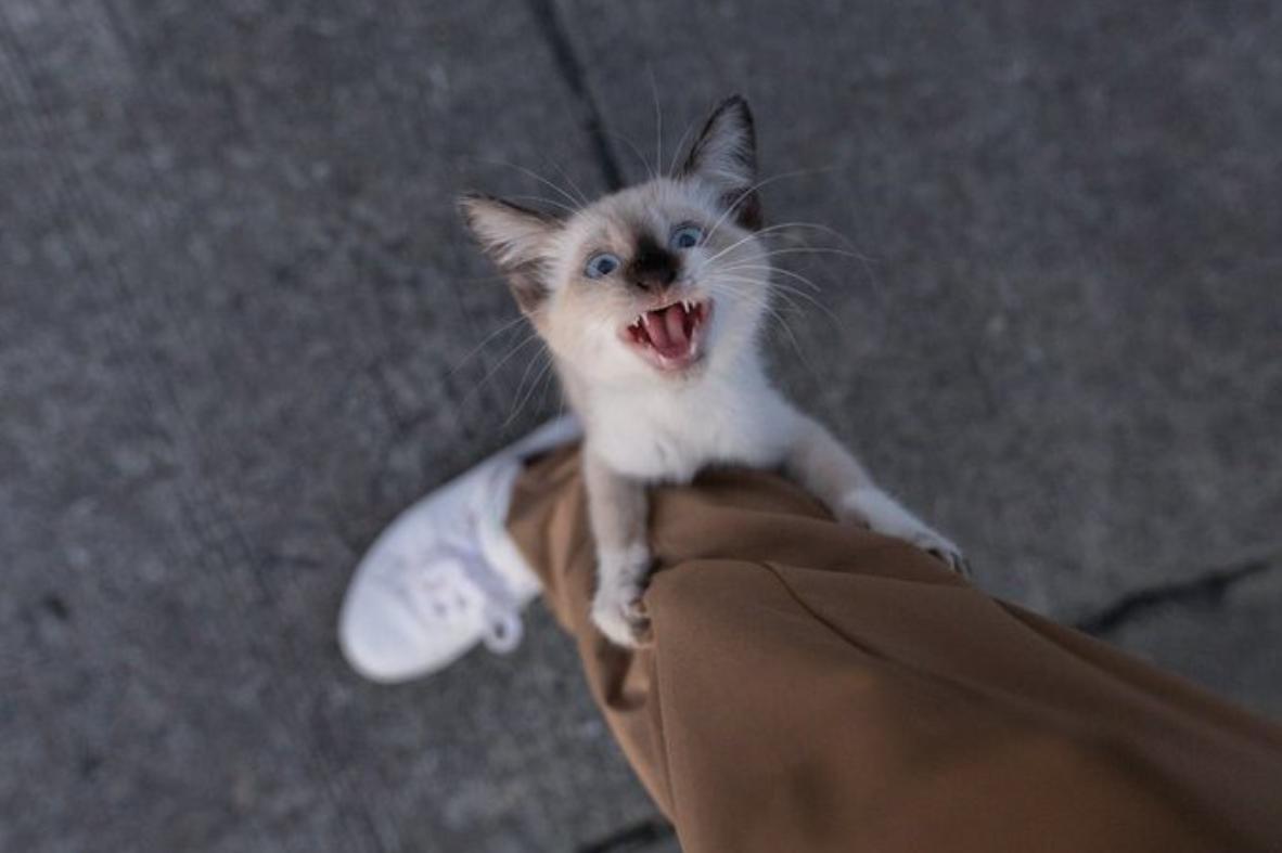 翻脸不认猫,成年母猫和公猫会打架吗