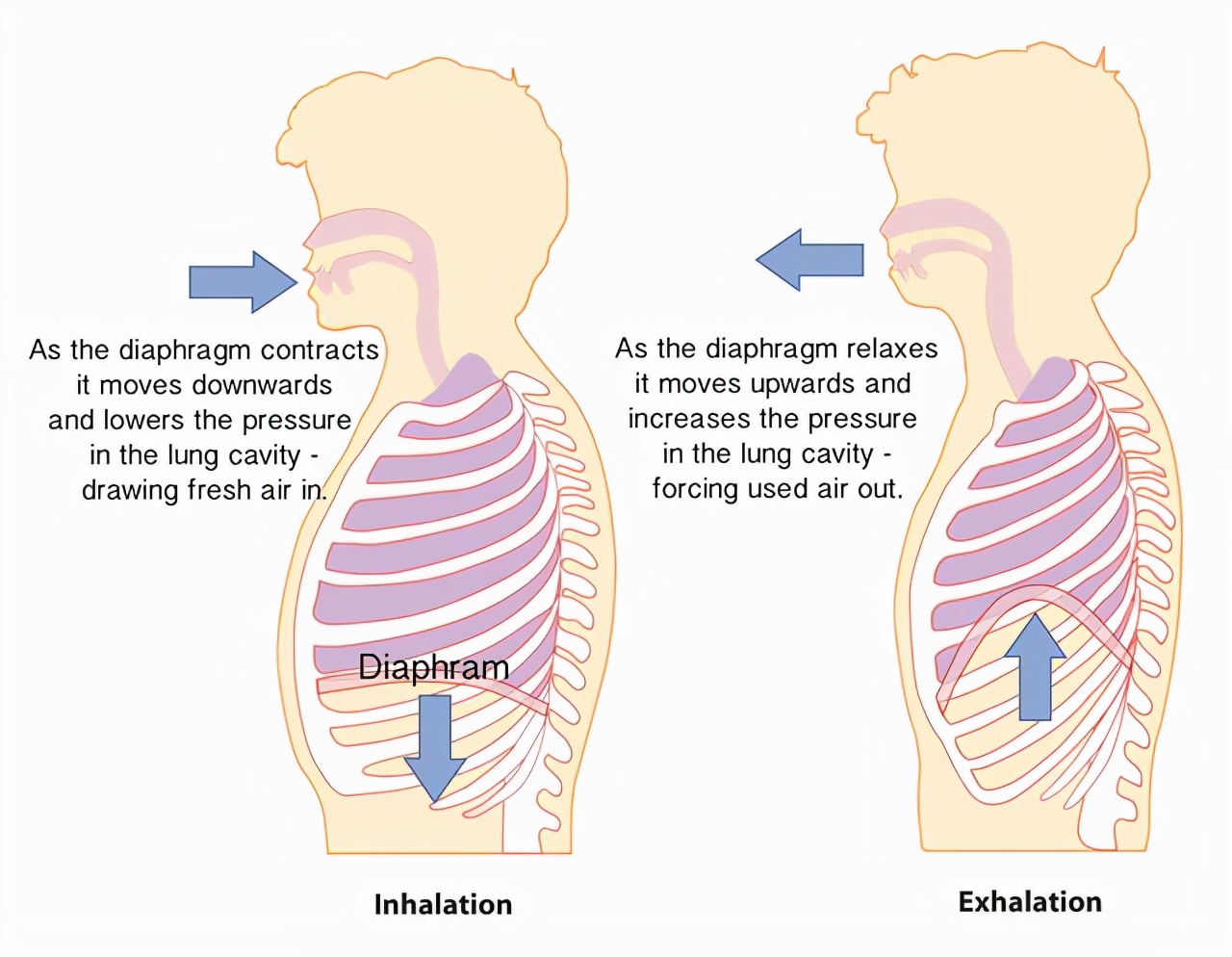 唱歌核心力量太差了怎么练,唱歌气短如何练气