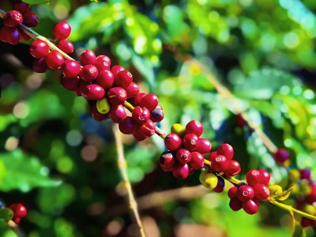 有一种生活叫做云南的生活,有一种叫云南的生活原文