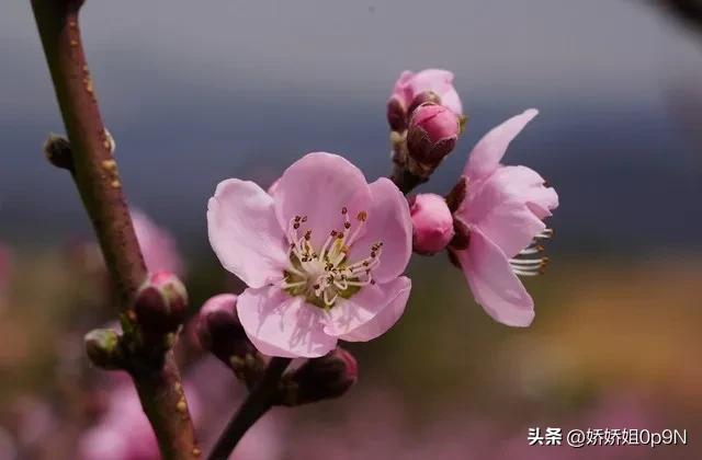 一朵花开一份春天里的浪漫,一朵花开在春天是美好的