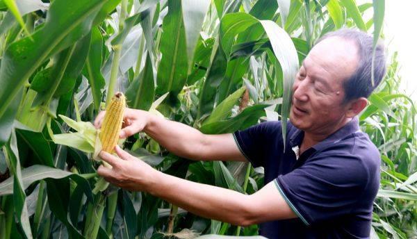 沃滴滴生物液态肥在玉米、马铃薯主产区多地刷新高产记录