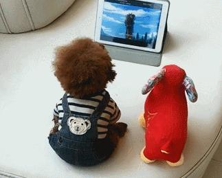 泰迪犬的正确饲养方法,如何饲养红泰迪犬视频大全