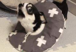 狗狗中最乖的狗是哪一种,狗界最怂的6种狗有危险溜得很快