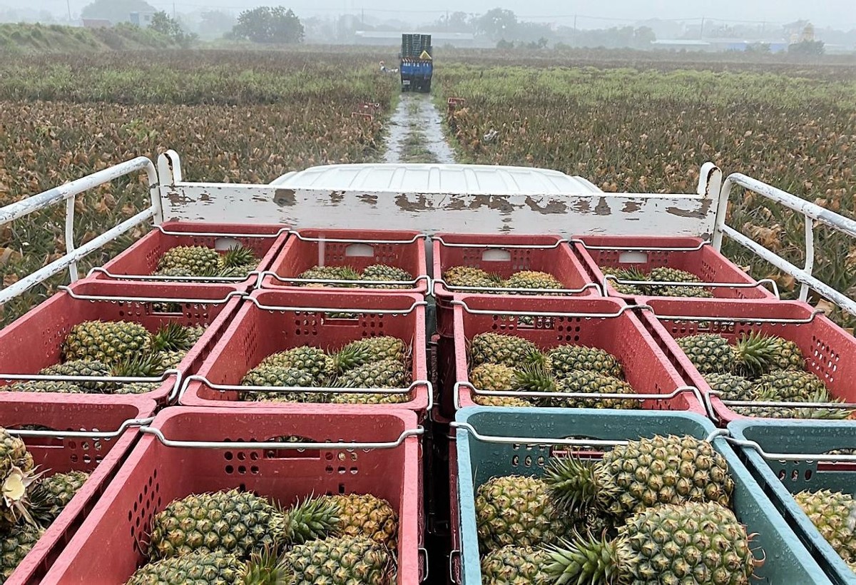 台湾名嘴说台湾吃凤梨,台湾名嘴谈吃18公斤凤梨