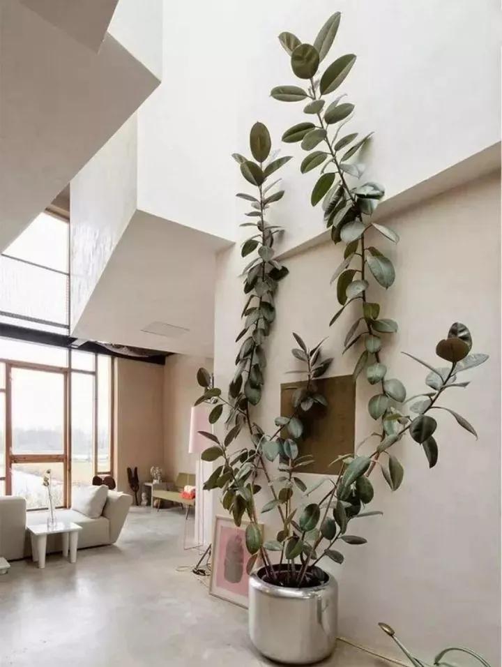 客厅实用盆栽植物有哪些,客厅一般放什么植物盆栽比较好