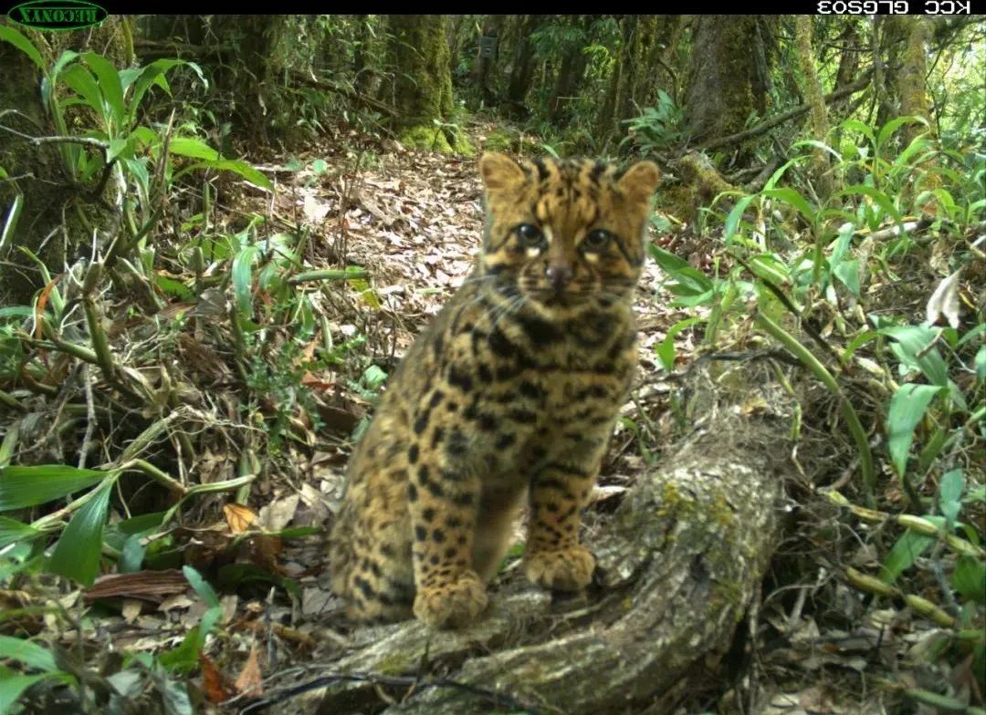 昆明七彩云南怎么样,七彩云南避暑家园