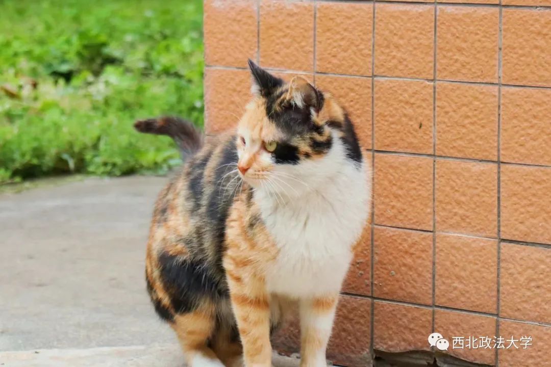 西法大到底是什么,西法大是什么意思网络用语