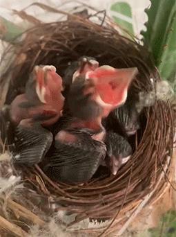 野生鸟类保护幼崽,农村常见的鸟类保护动物