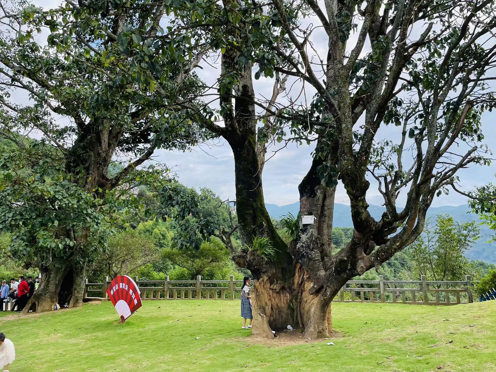 凤庆滇红自然条件,凤庆滇红茶叶之乡简介