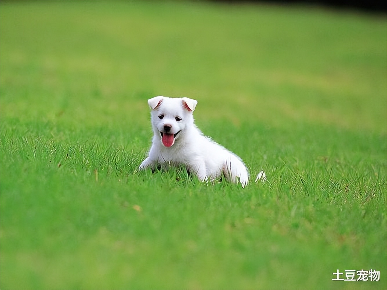 狗狗中暑的正确处理方法是什么,狗狗中暑的症状及处理方法有哪些