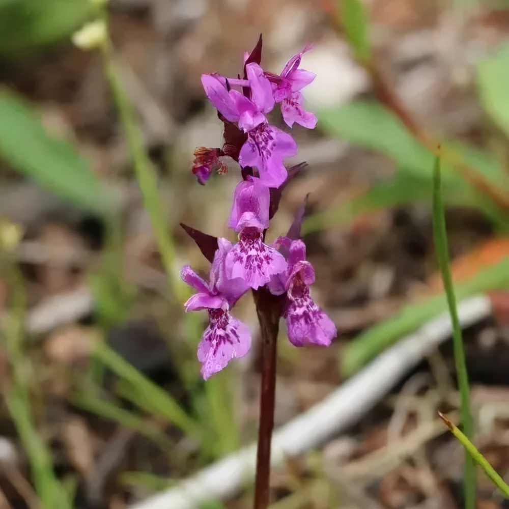 快来看看，兰花的世界真奇妙|壹木星球No.14