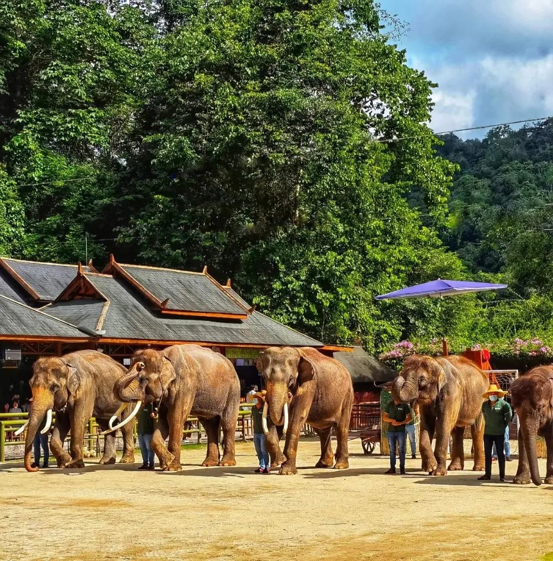 西双版纳旅游攻略两分钟视频,西双版纳旅游攻略摄影