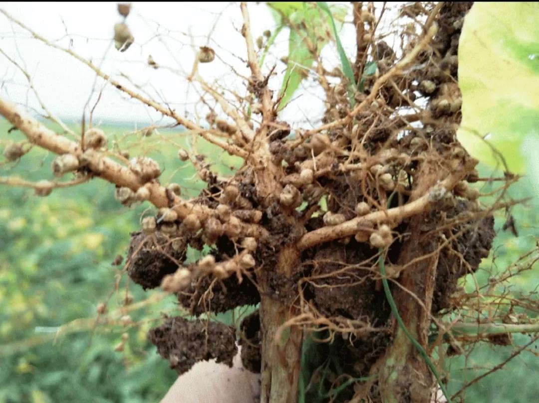 日本老头种的苹果,日本老人种苹果10多年
