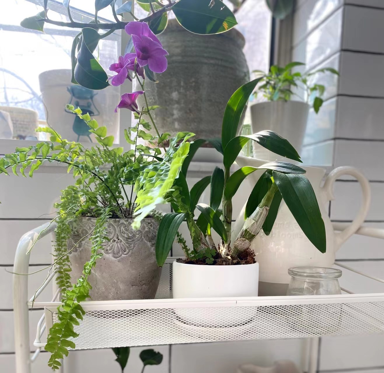 进阶为植物养殖高手必养的植物,20年种植经验告诉你多肉这样养